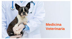 Cuidar Hamburguesa moral Mejores países para estudiar medicina veterinaria
